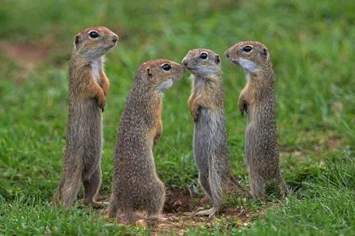 Gazdovsky Dvor Muranska Dlha Luka